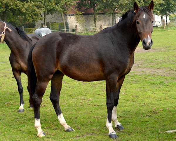 broodmare Orchid's Nanette (New Forest Pony, 2011, from Kantje's Carlando)