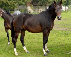 broodmare Orchid's Nanette (New Forest Pony, 2011, from Kantje's Carlando)