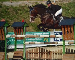 Springpferd Crossfire 21 (Oldenburger, 2008, von Contendro I)