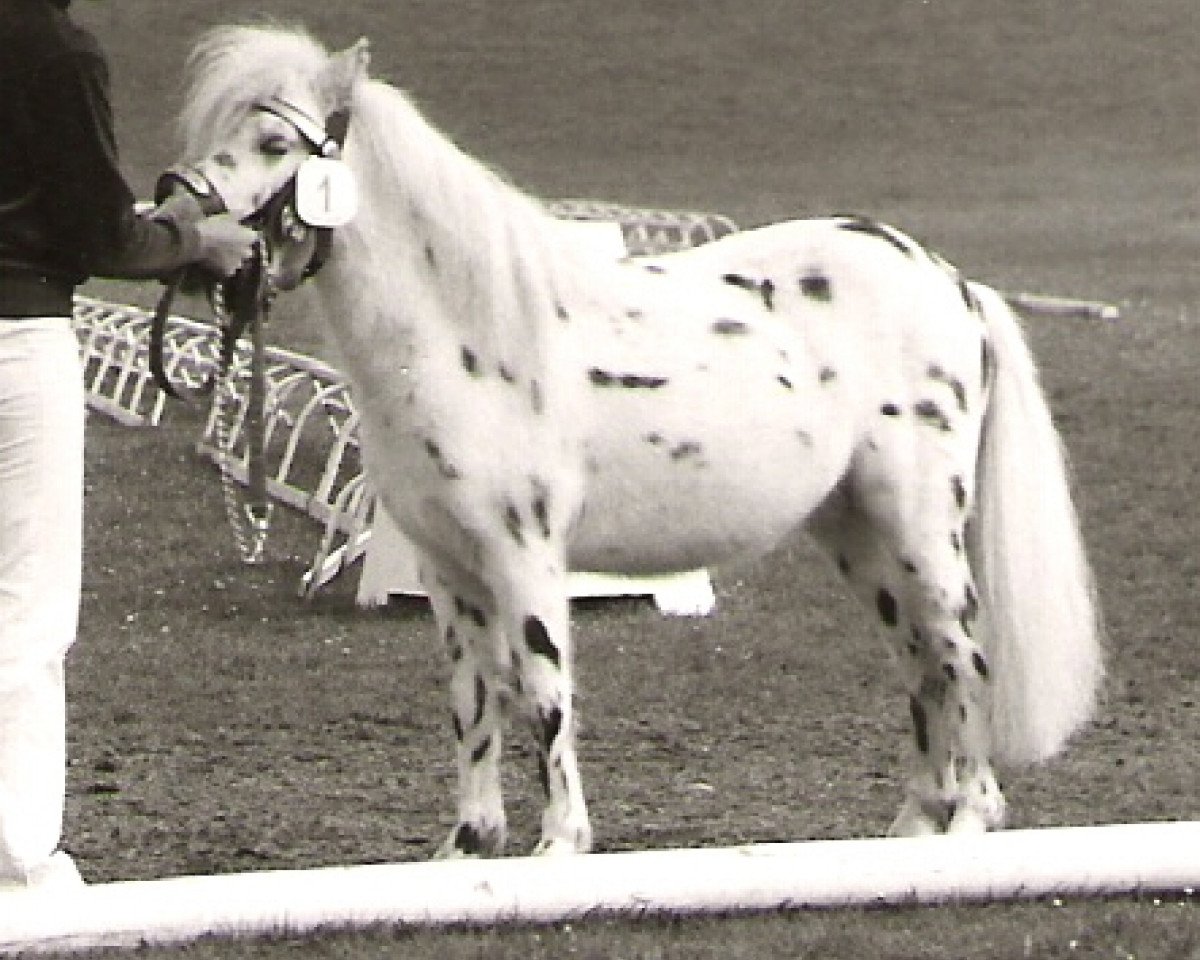 Semental Isarons Fernando (Pony Shetland Dt.Part-bred, 1983, de Flanell)