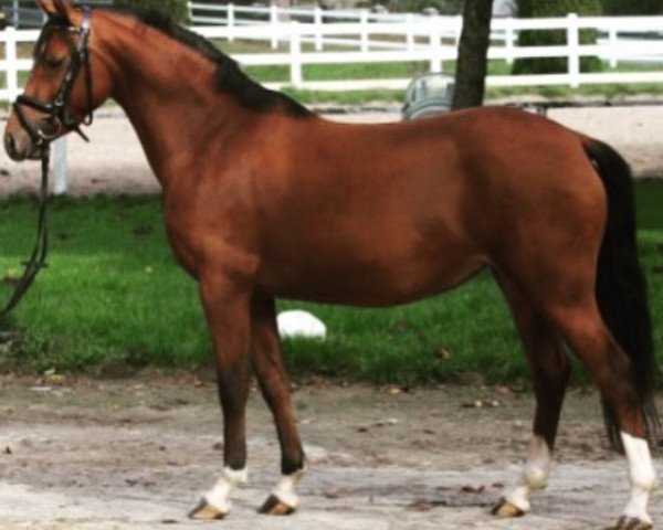 jumper Steendiek's Belle Amour (German Riding Pony, 2010, from Principal Boy)
