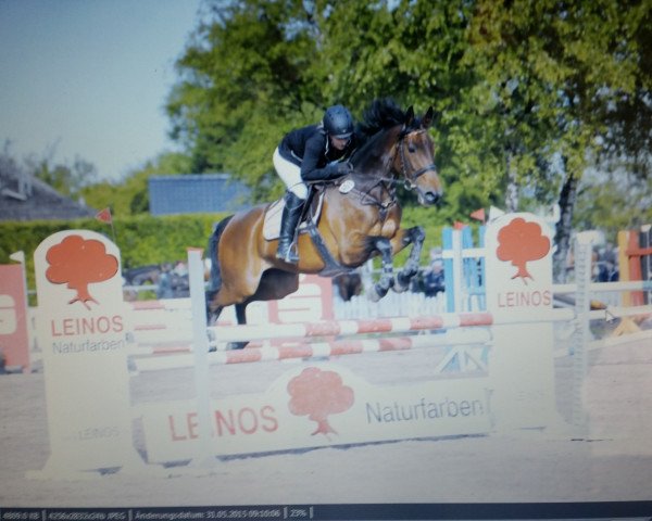 Springpferd Nu Pagadi (Holsteiner, 2009, von Nekton) Springpferd Nu Pagadi (Holsteiner, 2009, von Nekton)