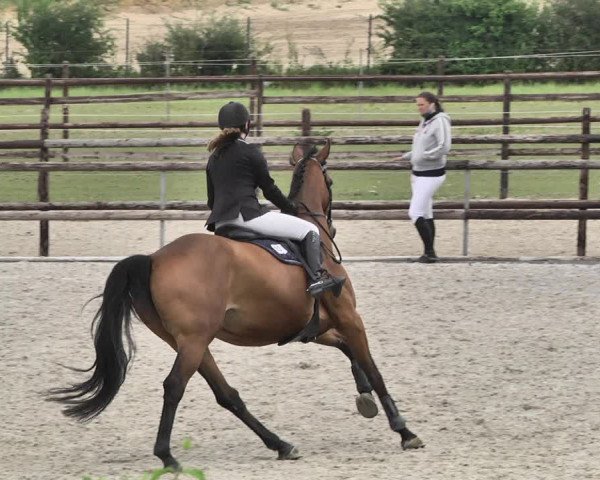 Reitturnier Worms-Pfeddersheim / Reitsportanlage Wittemer 2020