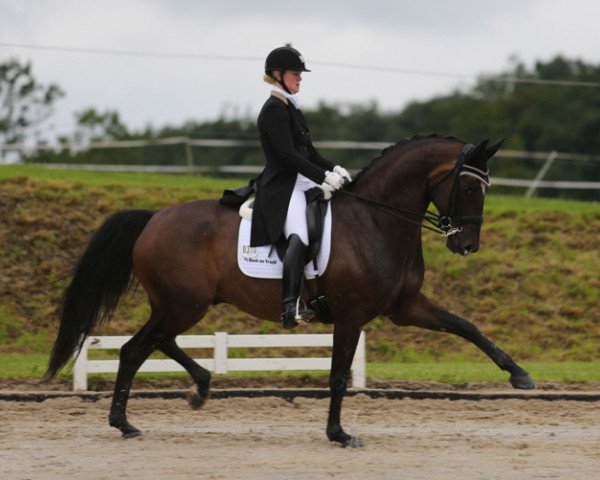 Dressurpferd Stanford 4 (Oldenburger, 2005, von Sir Donnerhall I) Dressurpferd Stanford 4 (Oldenburger, 2005, von Sir Donnerhall I)