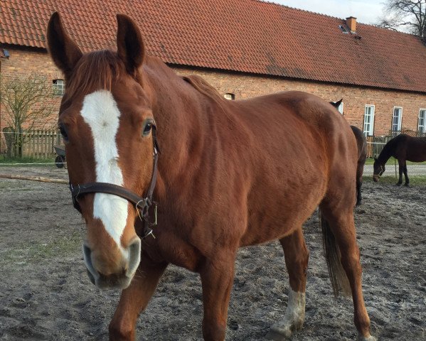 horse Saningo (Oldenburg, 2002, from Silvio I)