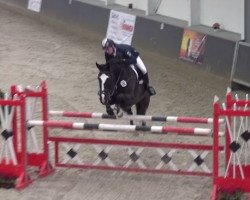 jumper Hartbreaker 2 (Westphalian, 2005, from Harry)