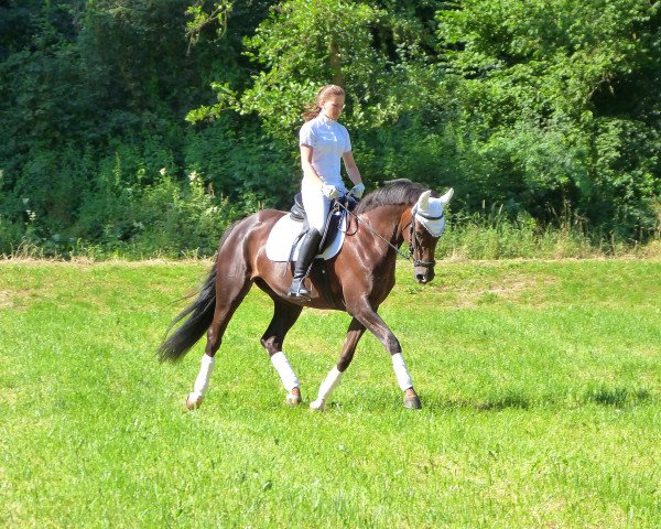 broodmare Coco (Oldenburg, 2006, from Florencio I)