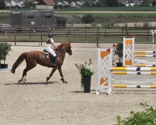 Reitturnier Worms-Pfeddersheim / Reitsportanlage Wittemer 2020
