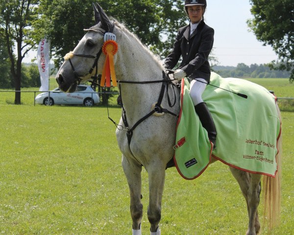 jumper Cherman Boy (Holsteiner, 1995, from Corofino I)