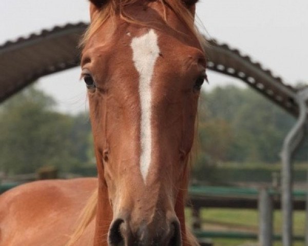 Pferd Entre nous 111 Z (Holsteiner, 2013, von Echo van het Neerenbosch)