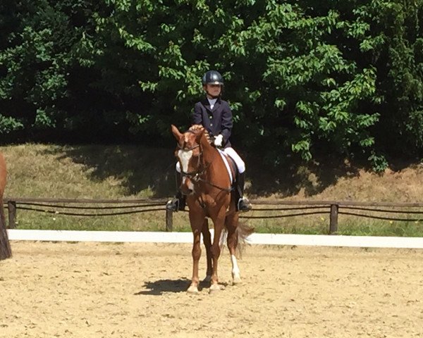 dressage horse Cassedy DU (German Riding Pony, 2000, from FS Challenger)