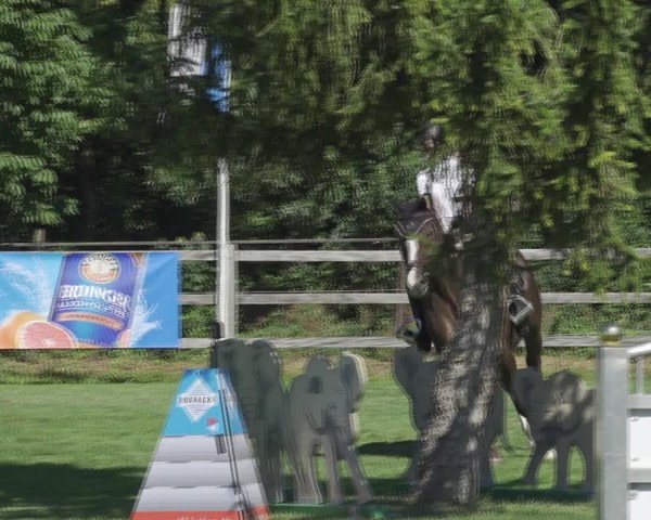 Reitturnier Kappelen-Lyss 2020