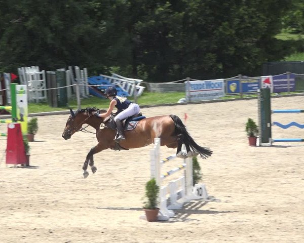 Reitturnier Fehraltorf 2020