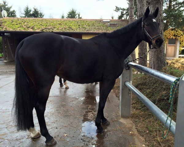 jumper Antea (Brandenburg, 2002, from Askari)