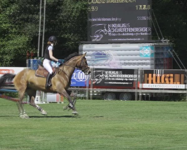 Reitturnier Kappelen-Lyss 2020