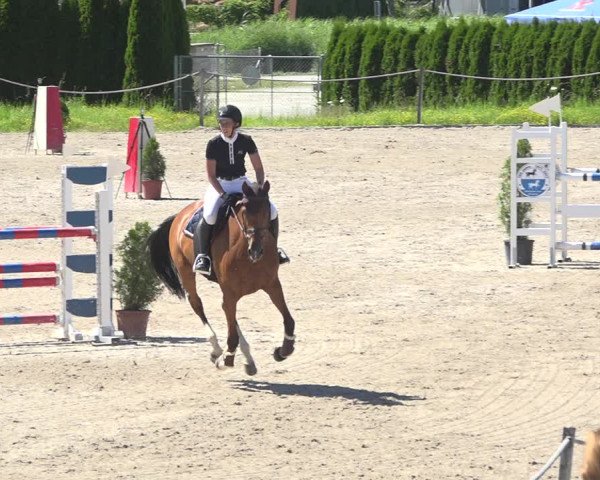 Reitturnier Fehraltorf 2020