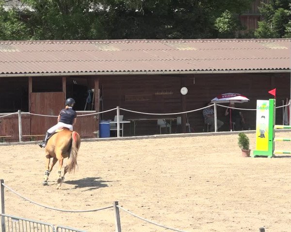 Reitturnier Fehraltorf 2020