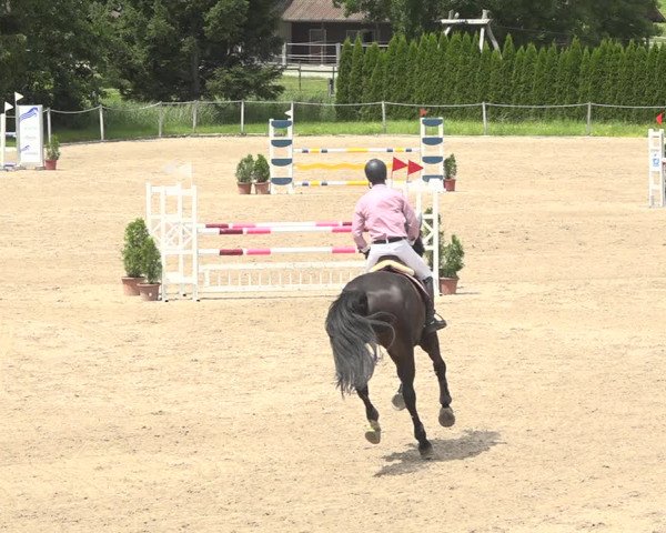 Reitturnier Fehraltorf 2020
