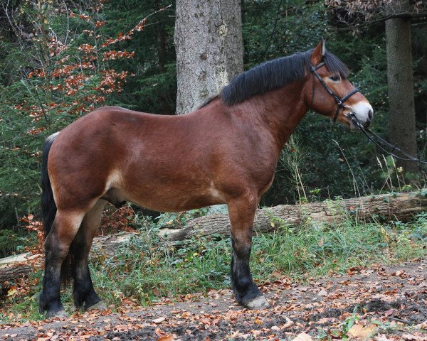 Dressurpferd Manni (Rheinisch-Deutsches Kaltblut, 2013, von Martell)