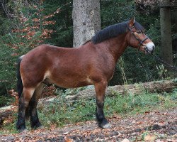 dressage horse Manni (Rhenish-German Cold-Blood, 2013, from Martell)