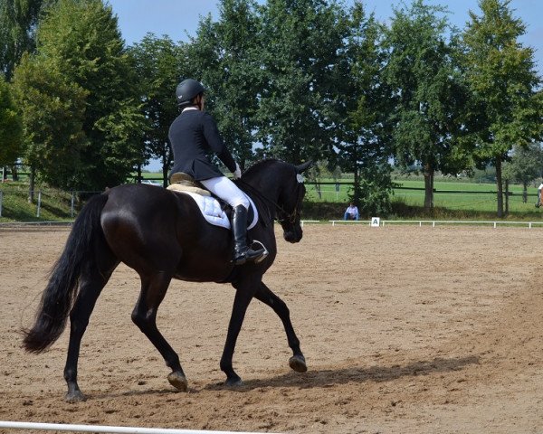 broodmare Gloria 563 (Oldenburg, 2011, from Fürst Fugger)