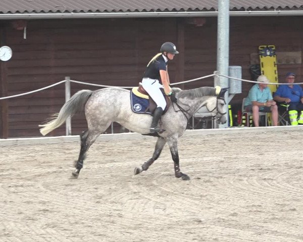 Reitturnier Fehraltorf 2020