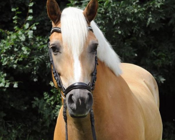 Dressurpferd Wim 82 (Haflinger, 2006, von Wallenstein) Dressurpferd Wim 82 (Haflinger, 2006, von Wallenstein)