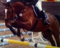jumper Classic Boy 22 (Oldenburg show jumper, 2009, from Contagio)