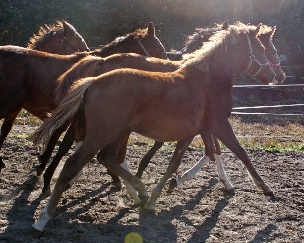 dressage horse Vincent van Gogh F (German Riding Pony, 2015, from Van Goghs Varouche)