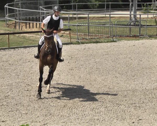 Reitturnier Worms-Pfeddersheim / Reitsportanlage Wittemer 2020