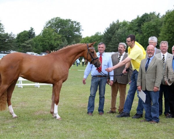 Zuchtstute Reitland`s Felicitas (Deutsches Reitpony, 2010, von Jonker's Socrates)