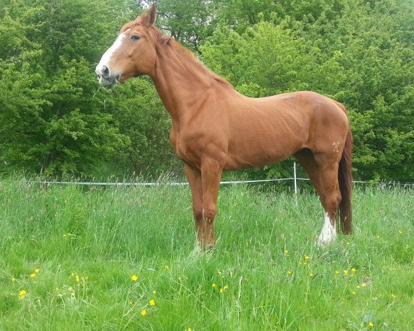 Zuchtstute Roulina (Hannoveraner, 1991, von Rouletto)