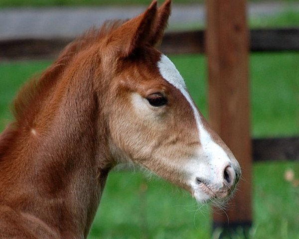 horse Farbeau (Hanoverian, 2010, from Fürst Nymphenburg)
