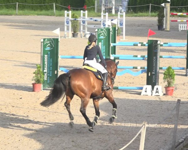 Reitturnier Fehraltorf 2020
