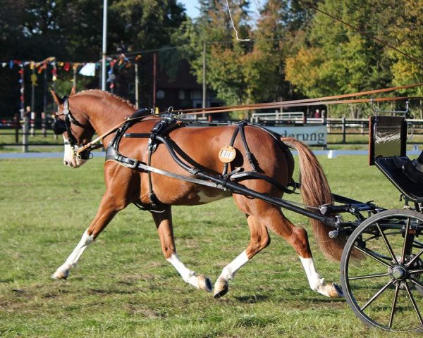 dressage horse Nur Nigel (German Riding Pony, 2003, from Top Nonstop)