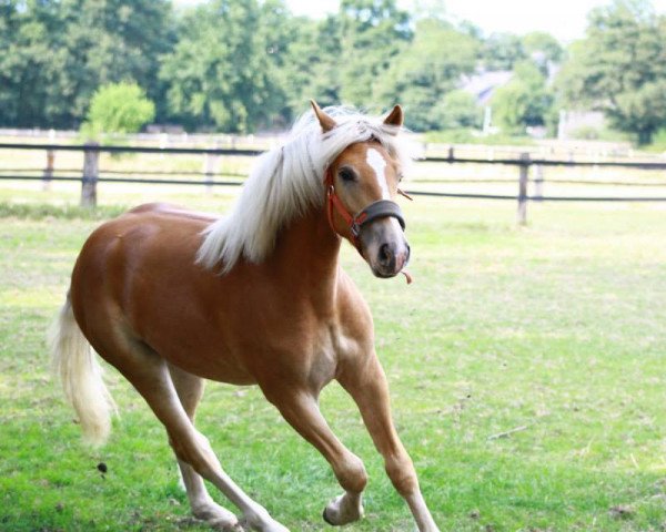 dressage horse Sternenstaub 3 (Haflinger, 2012, from Step Dancer)