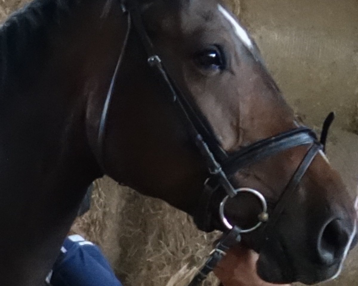 horse Coriall (German Sport Horse, 2010, from Colestus)