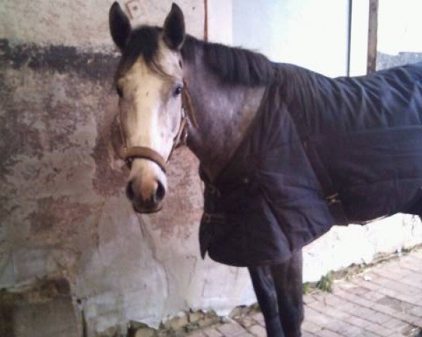 broodmare La Rina 4 (Oldenburg show jumper, 2008, from Contagio) broodmare La Rina 4 (Oldenburg show jumper, 2008, from Contagio)
