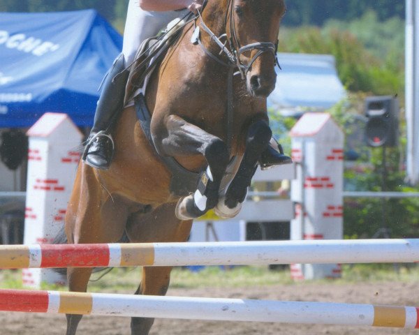 broodmare Goldika 616 (German Warmblood, 2003, from Adlantus As FRH)