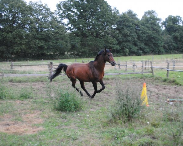 Deckhengst KUDRET HAN ox (Vollblutaraber, 2001, von Karat 1993 ox)