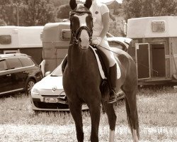 broodmare Shakira A (Hessian Warmblood, 2005, from Sunrise)