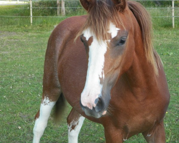 broodmare Suleika AK (German Riding Pony, 2014, from Spring Star's Spirit)