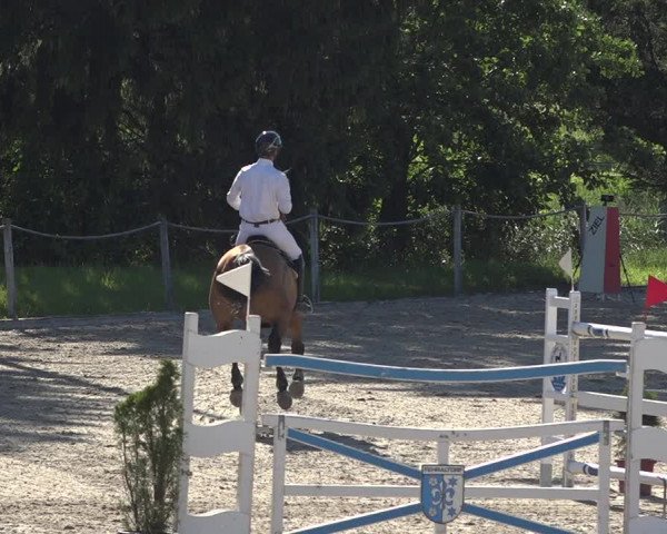 Reitturnier Fehraltorf 2020