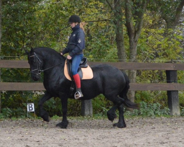 Zuchtstute tetje (Friese, 2006, von Jasper 336 P)