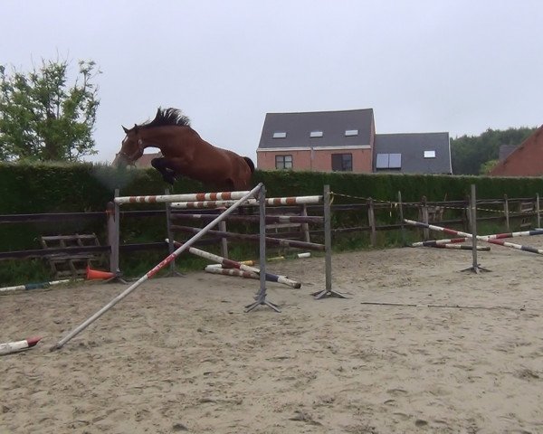 horse Lipica van de Claevervallei (Belgium Sporthorse, 2011, from Edjaz van T Merelsnest)