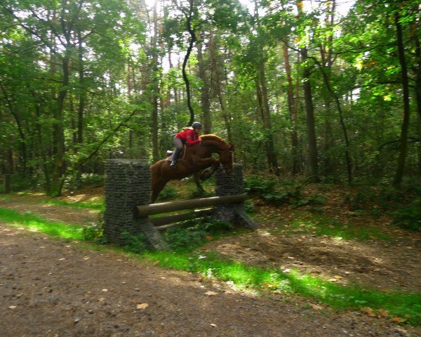 horse Jupi van de Claevervallei (Belgian Warmblood, 2009, from Dawson van de Padenborre)