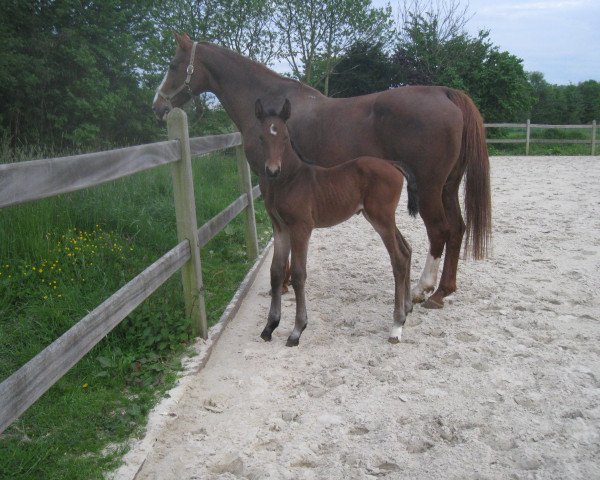 horse Palma van de Claevervallei (Belgian Warmblood, 2015, from Cayado 3)
