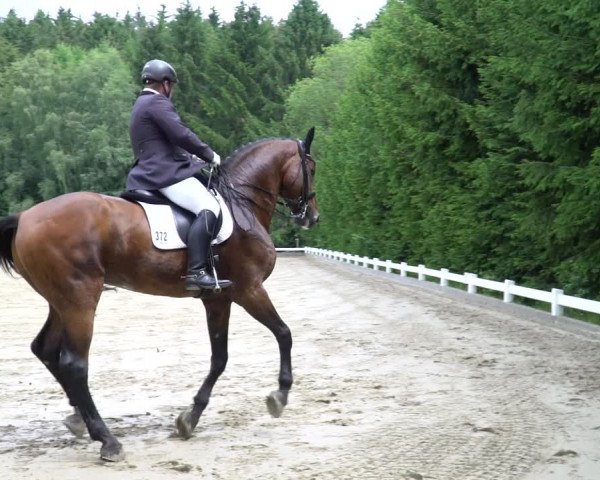 Reitturnier Halver 2020