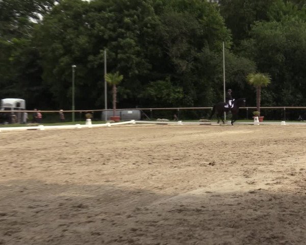 Reitturnier Halver 2020