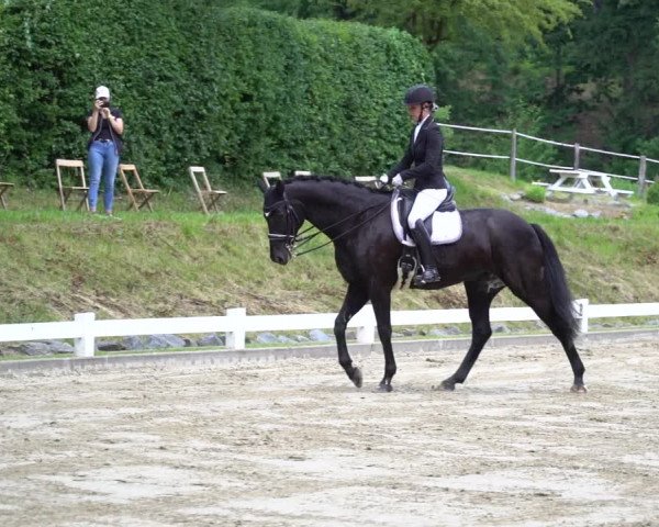 Reitturnier Halver 2020